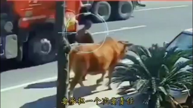 Mężczyzna został wepchnięty przez krowę pod ciężarówkę
