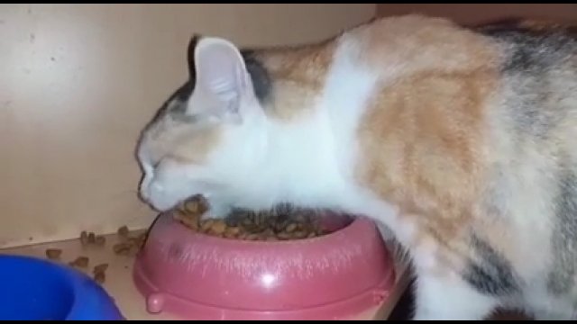 Kot je karmę, jakby chciał ją wciągnąć razem z miską