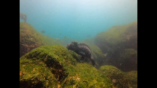 Lew morski dokucza legwanowi z Galapagos, który akurat żywił się algami morskimi