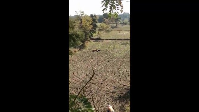 Tygrys atakuje człowieka w Indyjskiej wiosce