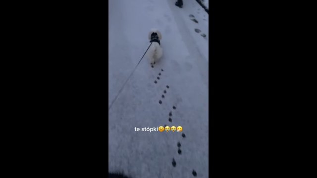 Pies, śnieg i nietypowe ślady