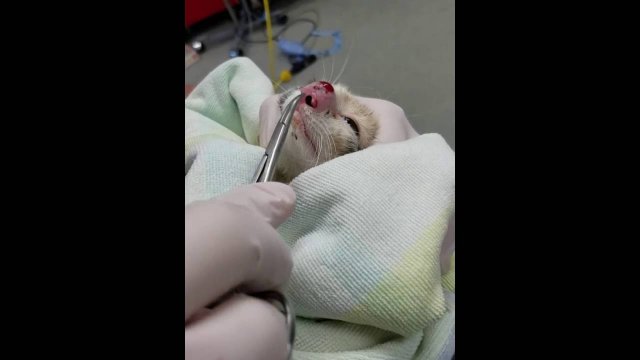 Kotek trafił do szpitala ze spuchniętym noskiem. Weterynarz zaniemówił, gdy to zobaczył