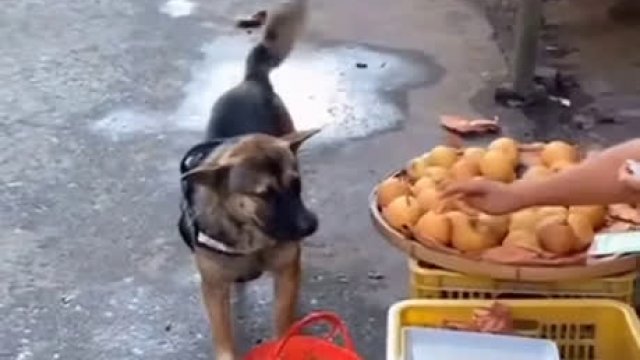 Pies wybiera się na lokalny targ