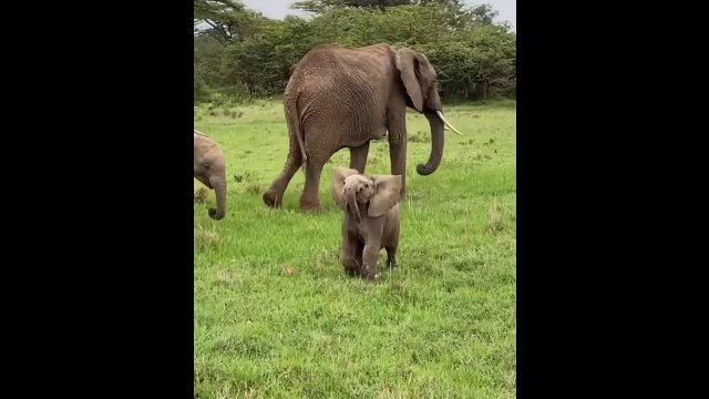 Strach się bać! Młody słoń próbuje zastraszyć kamerzystę [WIDEO]