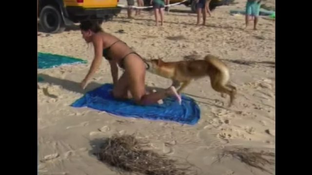 Dziki pies dingo ugryzł dziewczynę w tyłek na australijskiej wyspie
