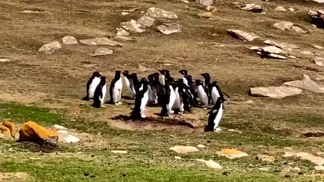 Mijanka pingwinów