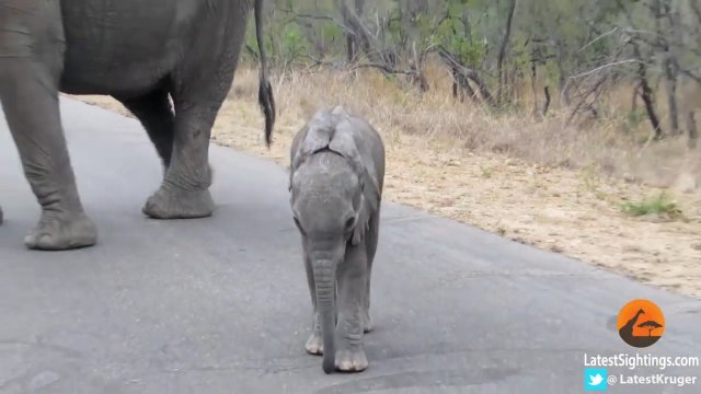 Słoń powstrzymuje swoje dziecko przed podejściem do turystów