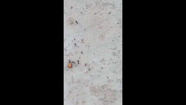 Człowiek wyciągnął pomocną dłoń do mrówki
