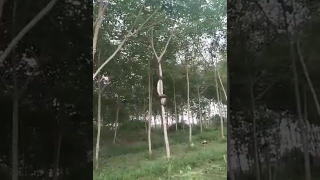 Jak ogromny wąż wspina się na drzewo