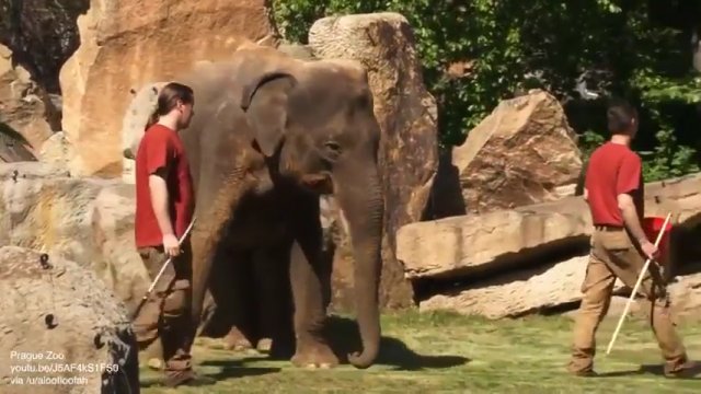 Matka słonia nie może obudzić dziecka, które śpi, więc prosi opiekunów o pomoc