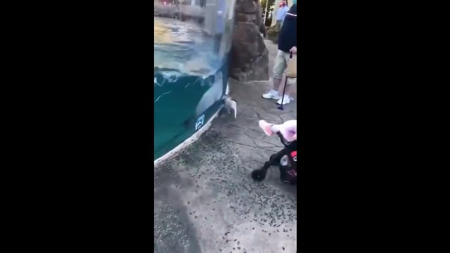 Zabawa psa z delfinem
