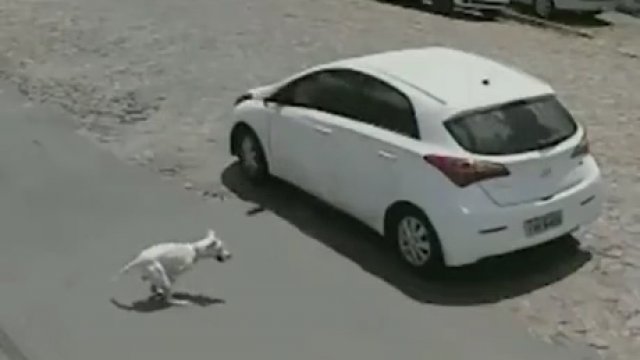 Właścicielka porzuciła swojego psa w Brazylii