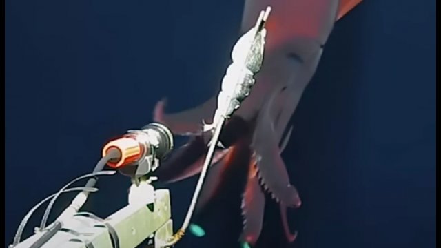 Unikatowe nagranie kałamarnicy atakującej kamerę na głębokości kilometra