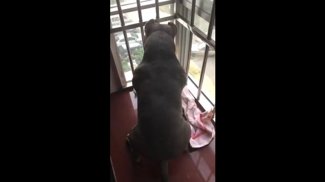 Pies obserwował przez okno jak jego ukochana go zdradza