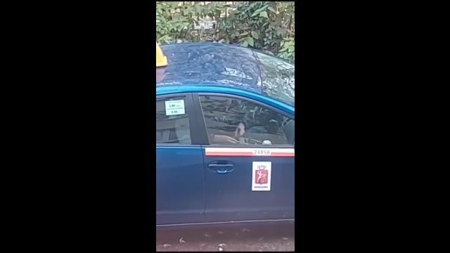 Warszawski taksówkarz przyłapany na "wciąganiu", kiedy czekał na klienta [WIDEO]