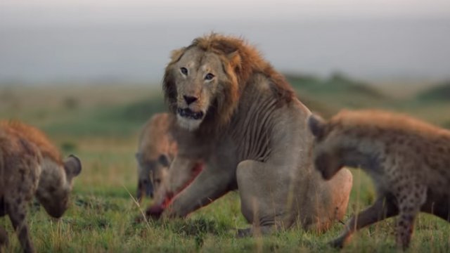 Lew przegrywa walkę ze sforą 20 hien. Jego brat słysząc ryk, rzuca się na pomoc