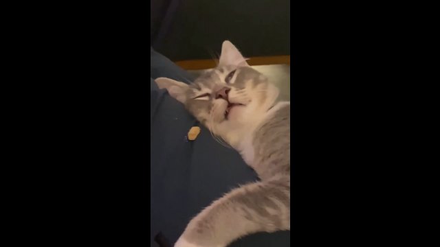 Położył smakołyk koło śpiącego kota. Jego reakcja była zaskakująca