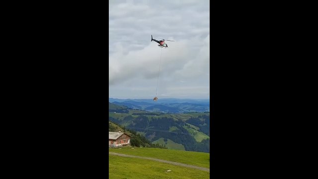 Krowa w Szwajcarii leci do weterynarza