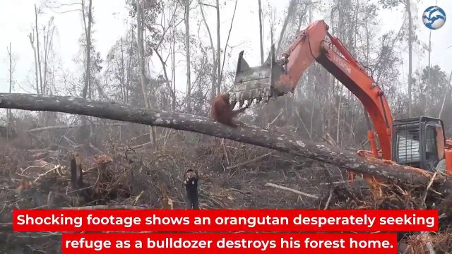 Orangutan próbuje odeprzeć buldożer, który niszczy jego las