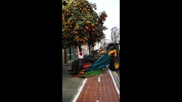 Tak wygląda zbieranie pomarańczy w Walencji. Ta maszyna robi to w... kilkanaście sekund! [WIDEO]