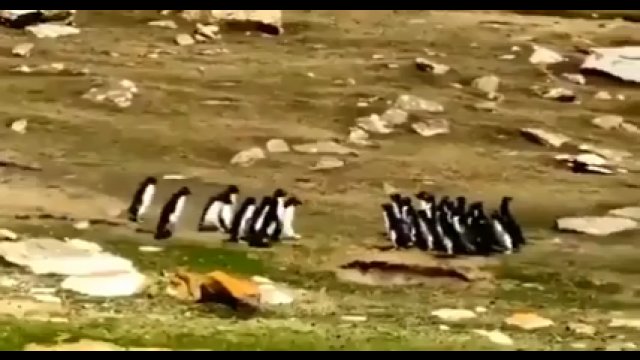 Jeden z pingwinów zakręcił się i pomylił grupy