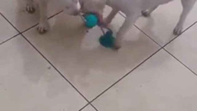 Psy pokazują jak wiele siły można uzyskać dzięki współpracy