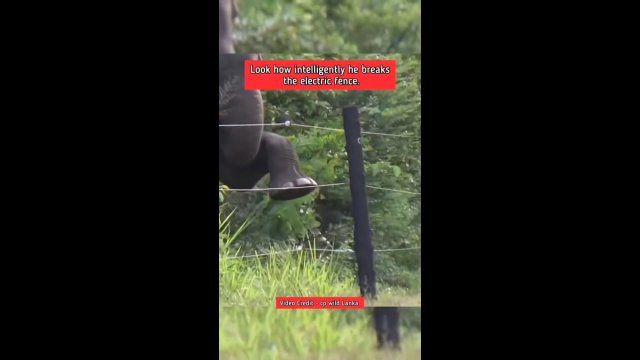 Inteligentne słoń pokazuje, jak pokonać ogrodzenia elektryczne