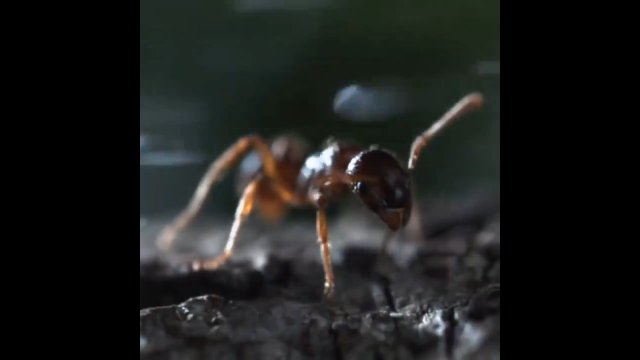 Strzel bombardier, czyli chrząszcz który rozwinął zabójczy mechanizm obronny