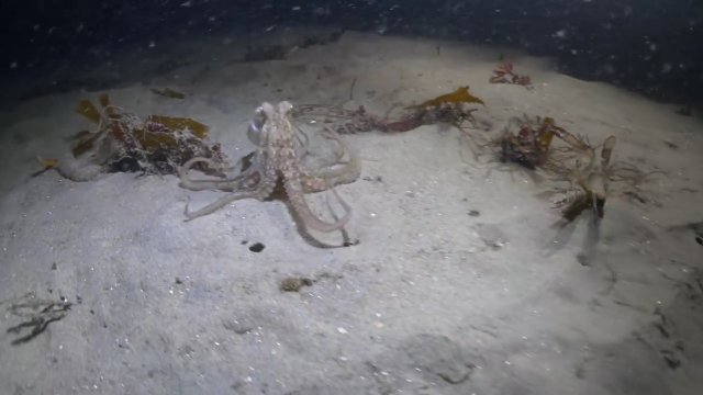 Scena z pola walki: ośmiornica vs krab