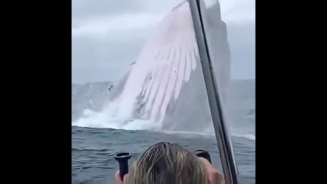 Wieloryb wyskakujący z wody na oczach zaskoczonych turystów