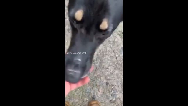 Pies z wyciętym przez Rosjan "Z" na pyszczku.