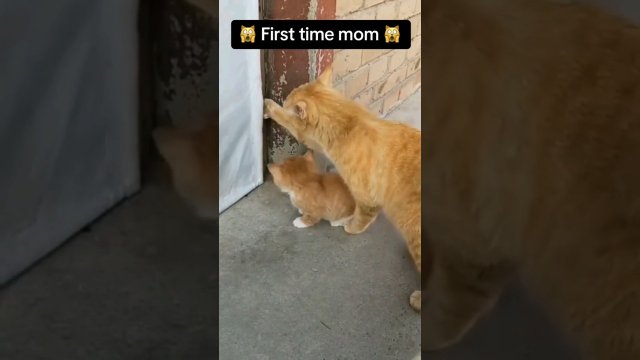 Mamusie uczą swoje pociechy jak być prawdziwym kotem