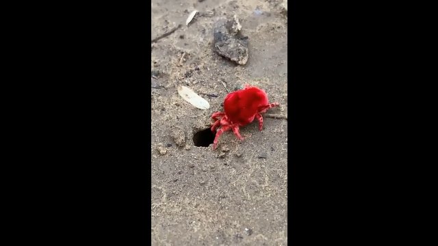 Lądzień czerwonatka utknęła podczas próby powrotu do swojej nory