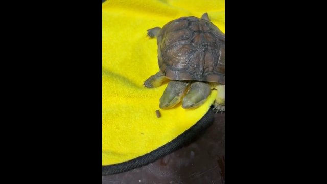 Dwugłowy żółw walczy o smakołyk