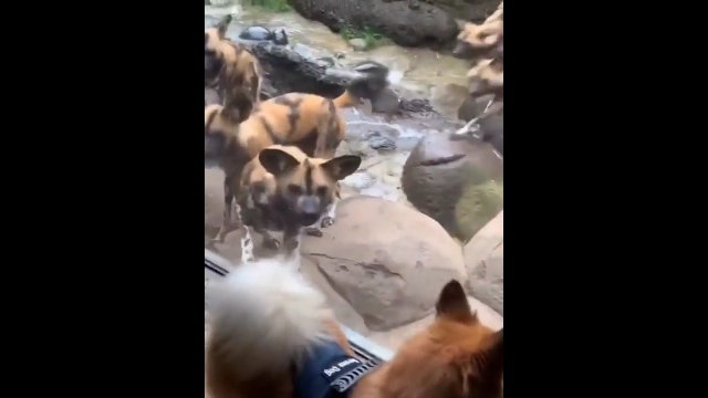 Reakcja dzikich psów afrykańskich na turystę, który przyszedł do zoo ze swoim psem