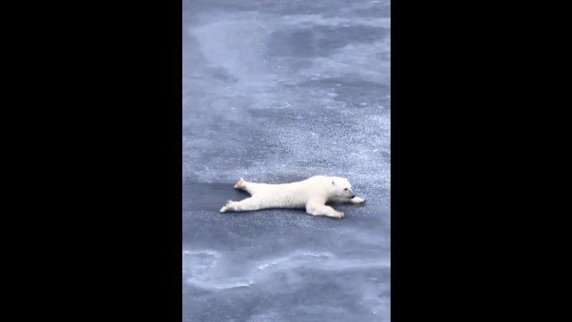 Niedźwiedź polarny pokazuje, jak przejść przez cienki lód