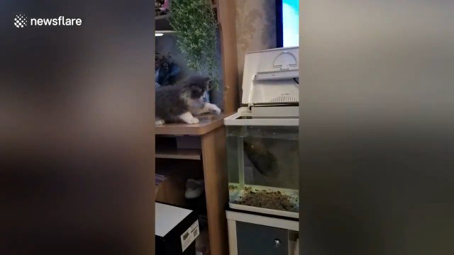 Kot dostaje nauczkę by nie zadzierać z rybą