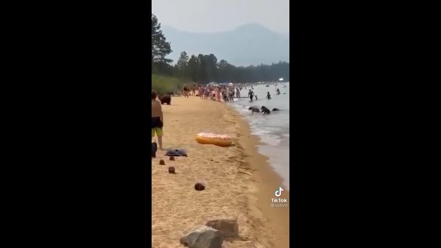 Niedźwiedzie kąpią się z ludźmi na publicznej plaży