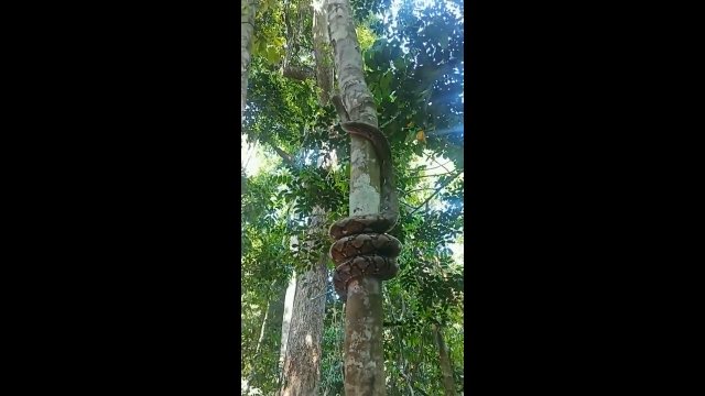 Gigantyczny wąż używa ciekawej techniki, by wspiąć się na drzewo!