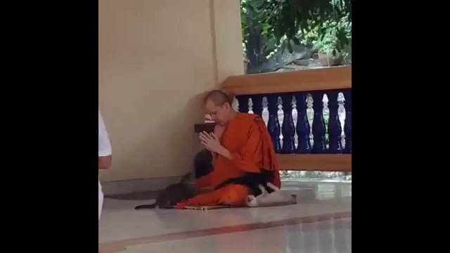 Powstrzymać się przed zabawą z kotami - tylko mnich to potrafi