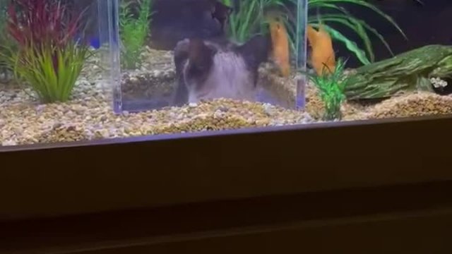 Kotek podziwia rybki w akwarium