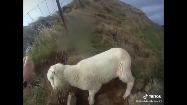 Nie do końca udana pomoc owcy, która utknęła w ogrodzeniu