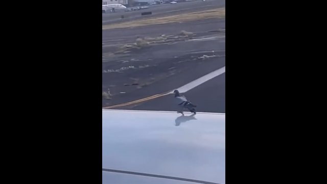 Ptak próbuje złapać stopa na skrzydle samolotu