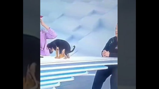 Pies dopasował się do kontentu w programie na żywo