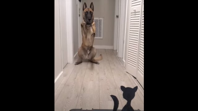 Pies trenuje przed wprowadzką kota do domu [WIDEO]