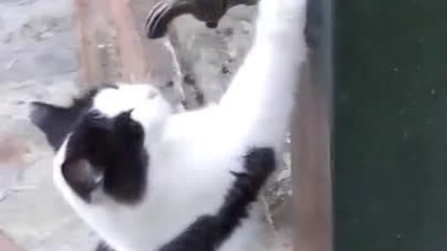 Nieznajomy pomógł kotu ugasić pragnienie