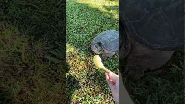 Kiedy chcesz nakarmić żółwia bananem, ale ten ma inne plany