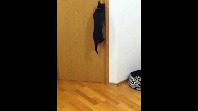 Mądry kotek otwiera sobie drzwi