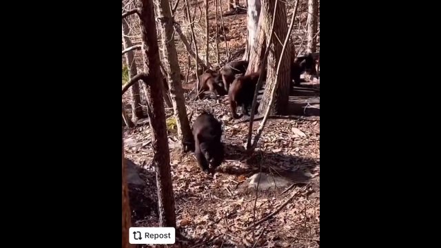 Mężczyzna podczas spaceru w lesie napotkał gromadę kilkunastu niedźwiedzi! [WIDEO]