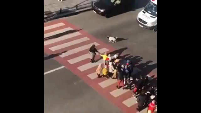 W Gruzji mieszka pies, który przeprowadza dzieci przez ulicę! [VIDEO]